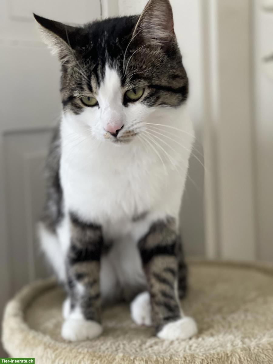 Bild 3: 2 junge Kater suchen gemeinsam liebevolles Zuhause