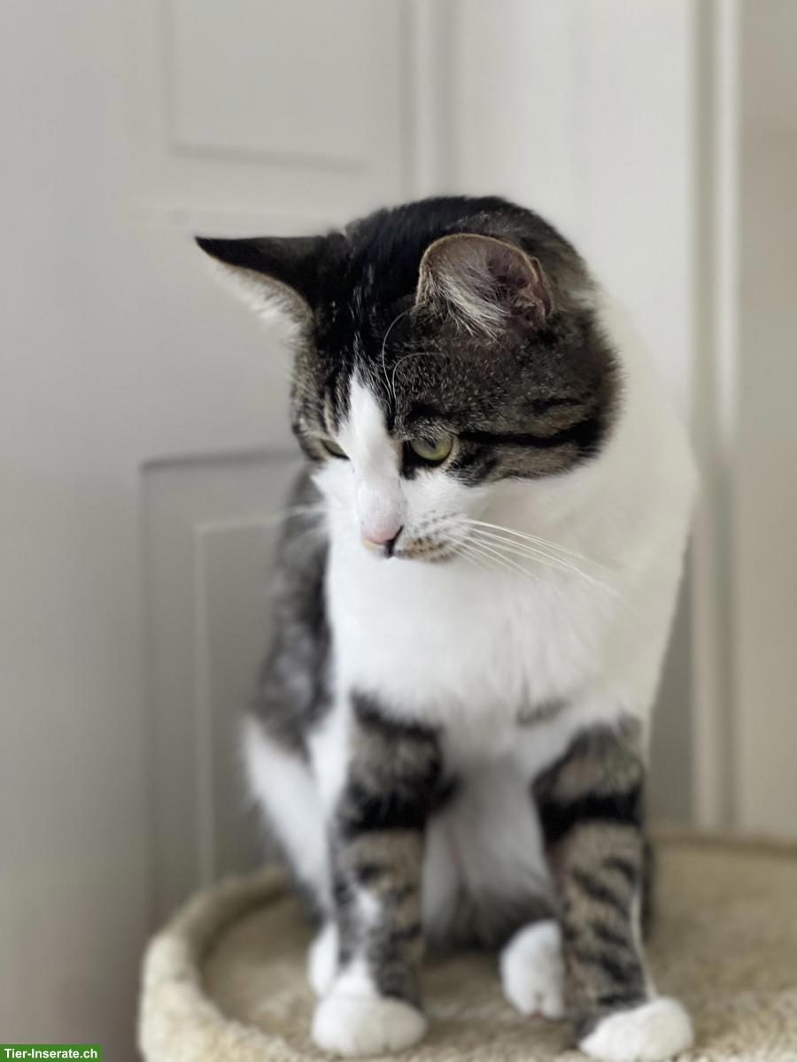 Bild 4: 2 junge Kater suchen gemeinsam liebevolles Zuhause