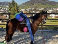 Liebe Welsh A Pony Stute, geritten & gefahren