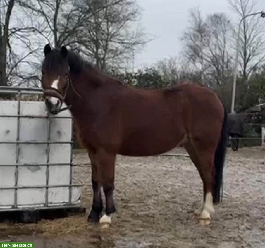 Bild 2: Liebe Welsh A Pony Stute, geritten & gefahren