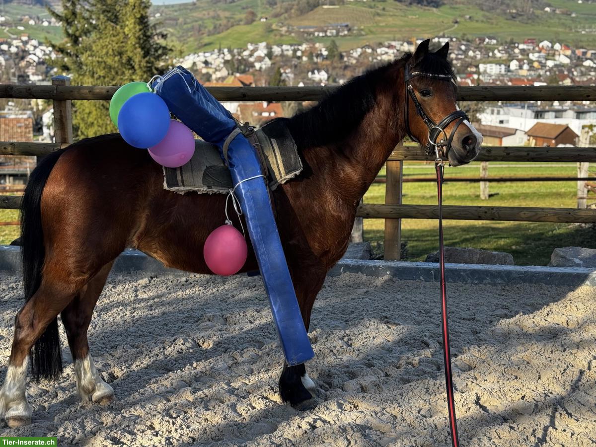 Bild 3: Liebe Welsh A Pony Stute, geritten & gefahren
