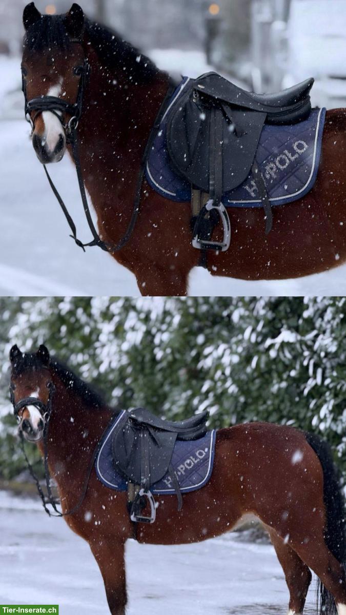 Bild 5: Liebe Welsh A Pony Stute, geritten & gefahren