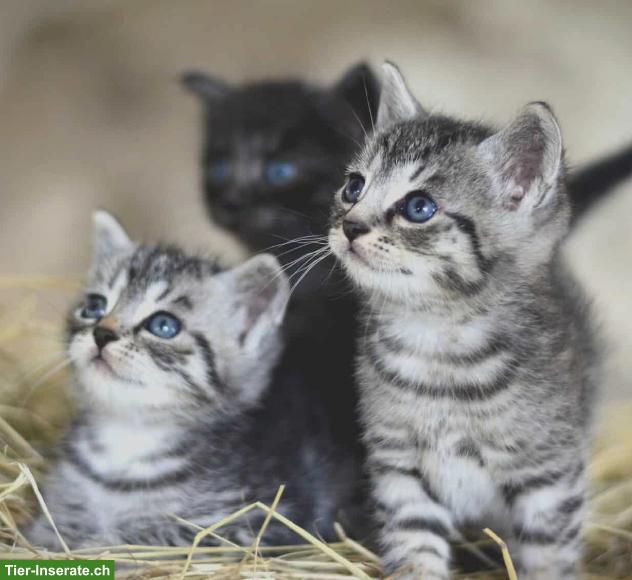 2 Katzenbabys GESUCHT für Familie mit Haus