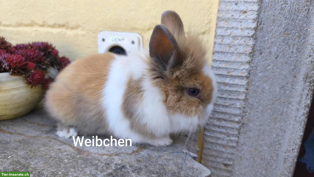 Löwenkopf Zwergkaninchen aus Aussenhaltung