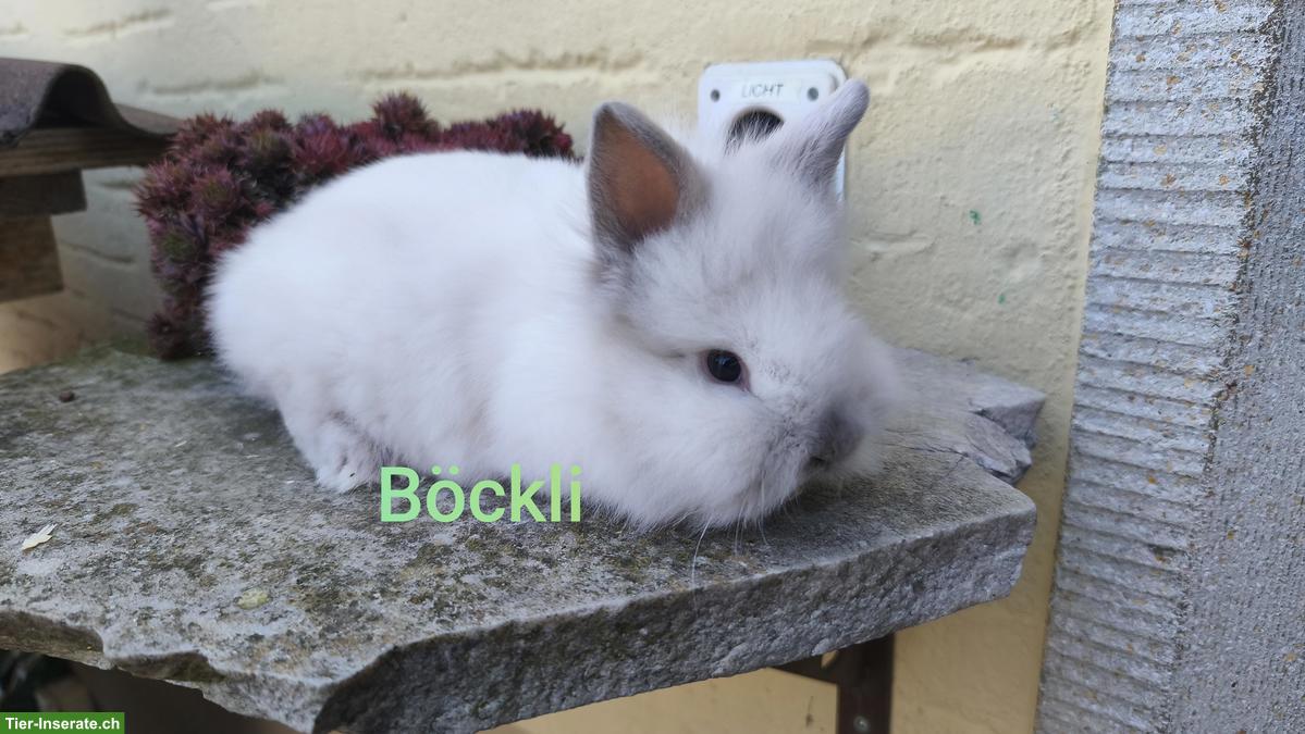 Bild 2: Löwenkopf Zwergkaninchen aus Aussenhaltung