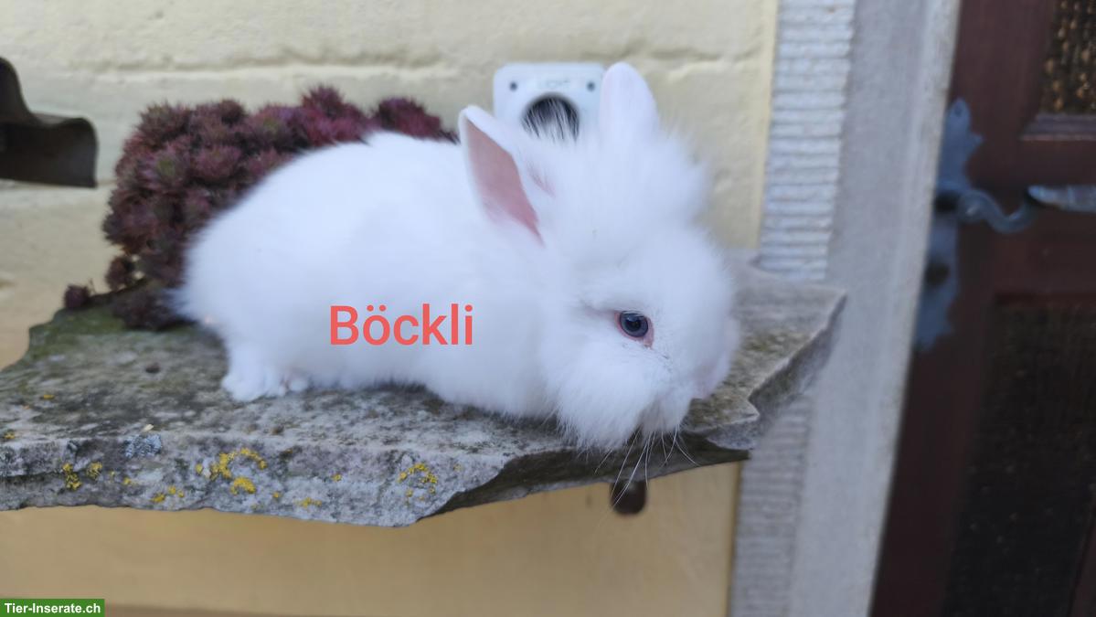 Bild 3: Löwenkopf Zwergkaninchen aus Aussenhaltung