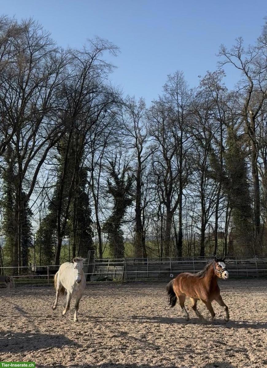 Welsh B Wallach & Connemara Wallach zu verkaufen