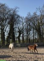 Welsh B Wallach & Connemara Wallach zu verkaufen