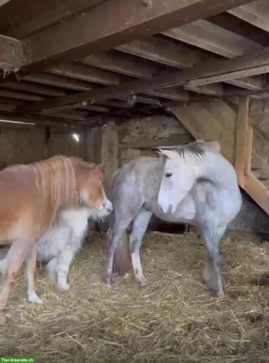 Bild 2: Welsh B Wallach & Connemara Wallach zu verkaufen