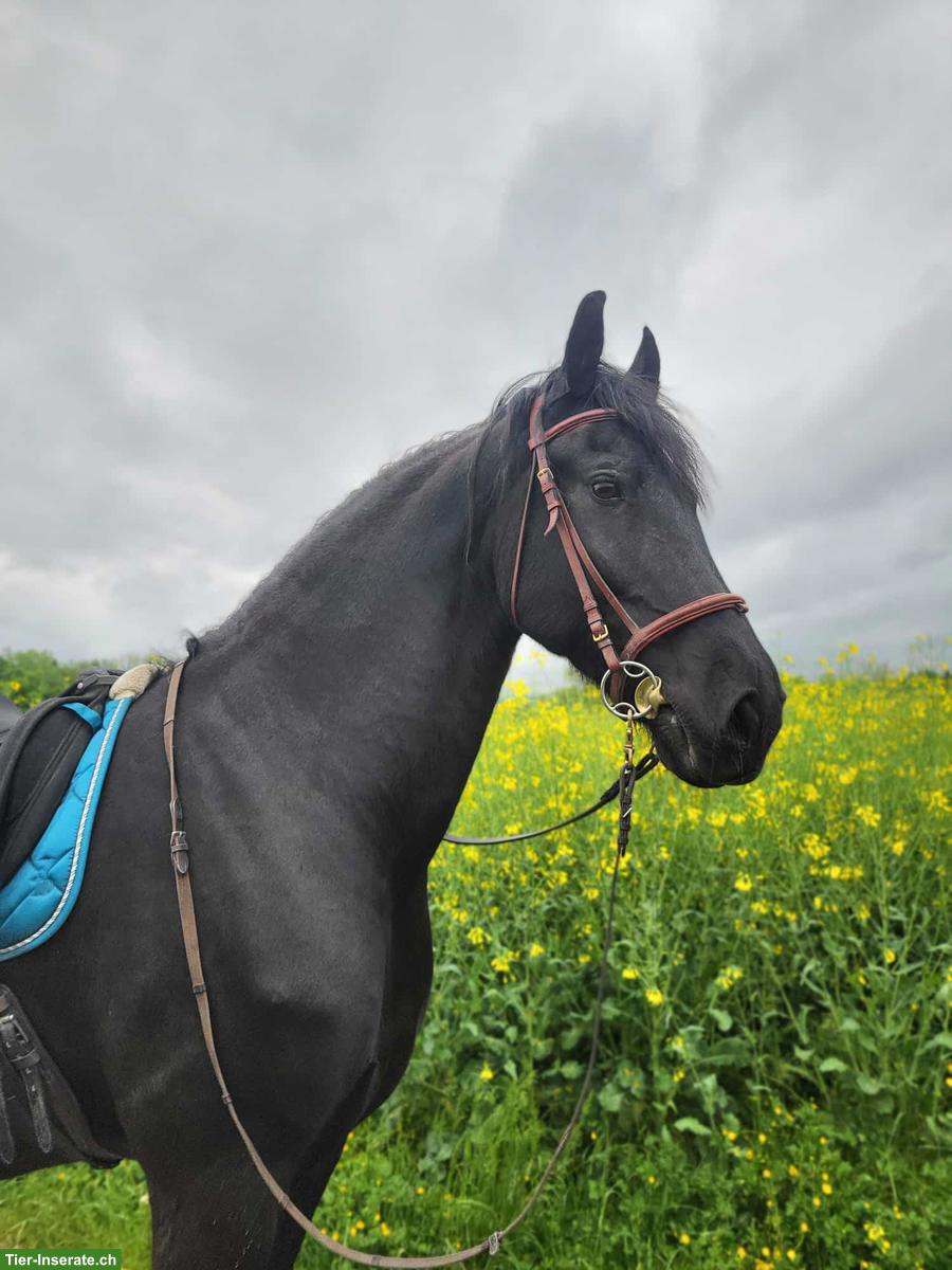 Wunderschöner Friesenwallach, motiviertes Freizeitpferd