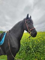 Wunderschöner Friesenwallach, motiviertes Freizeitpferd