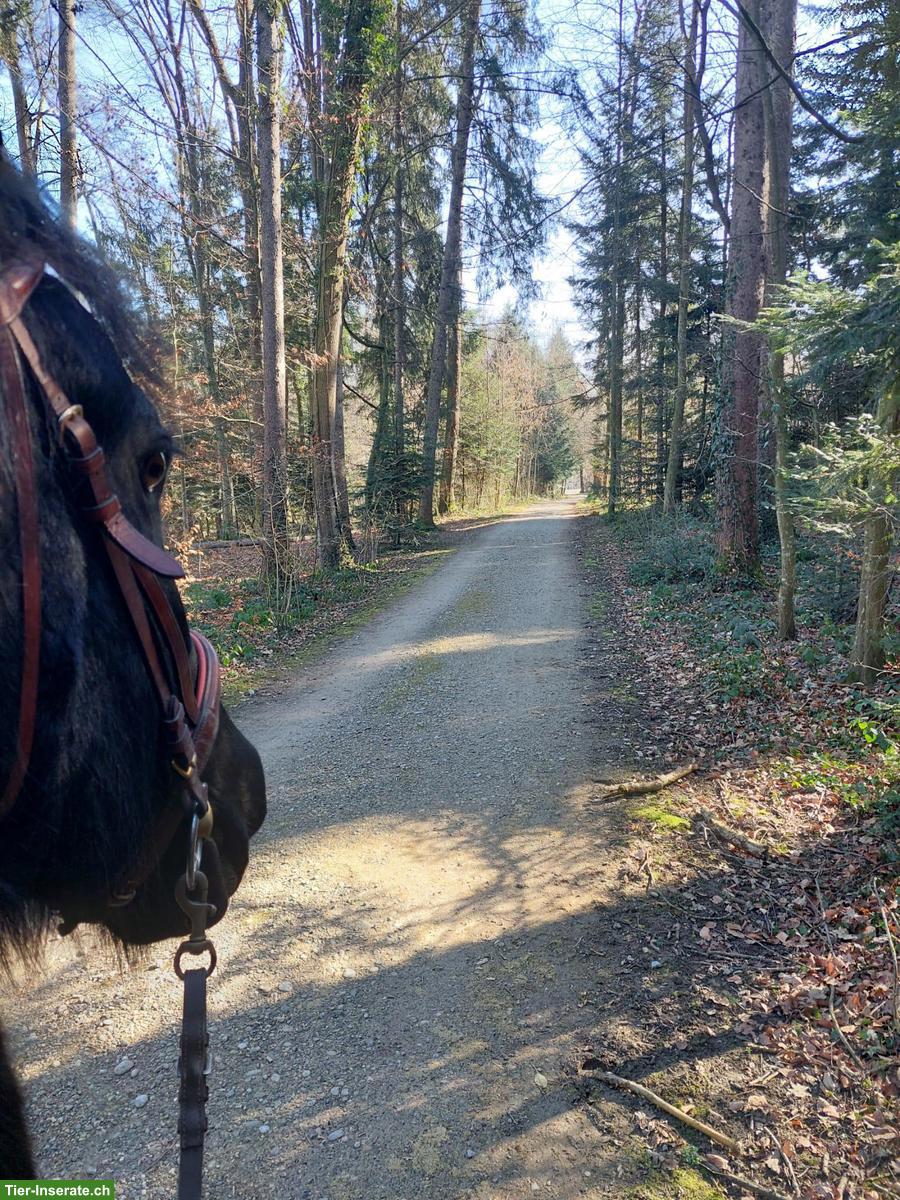 Bild 2: Wunderschöner Friesenwallach, motiviertes Freizeitpferd