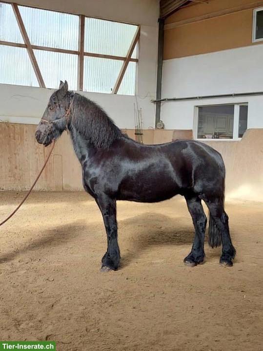 Bild 3: Wunderschöner Friesenwallach, motiviertes Freizeitpferd