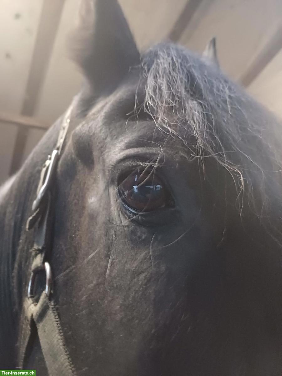 Bild 4: Wunderschöner Friesenwallach, motiviertes Freizeitpferd