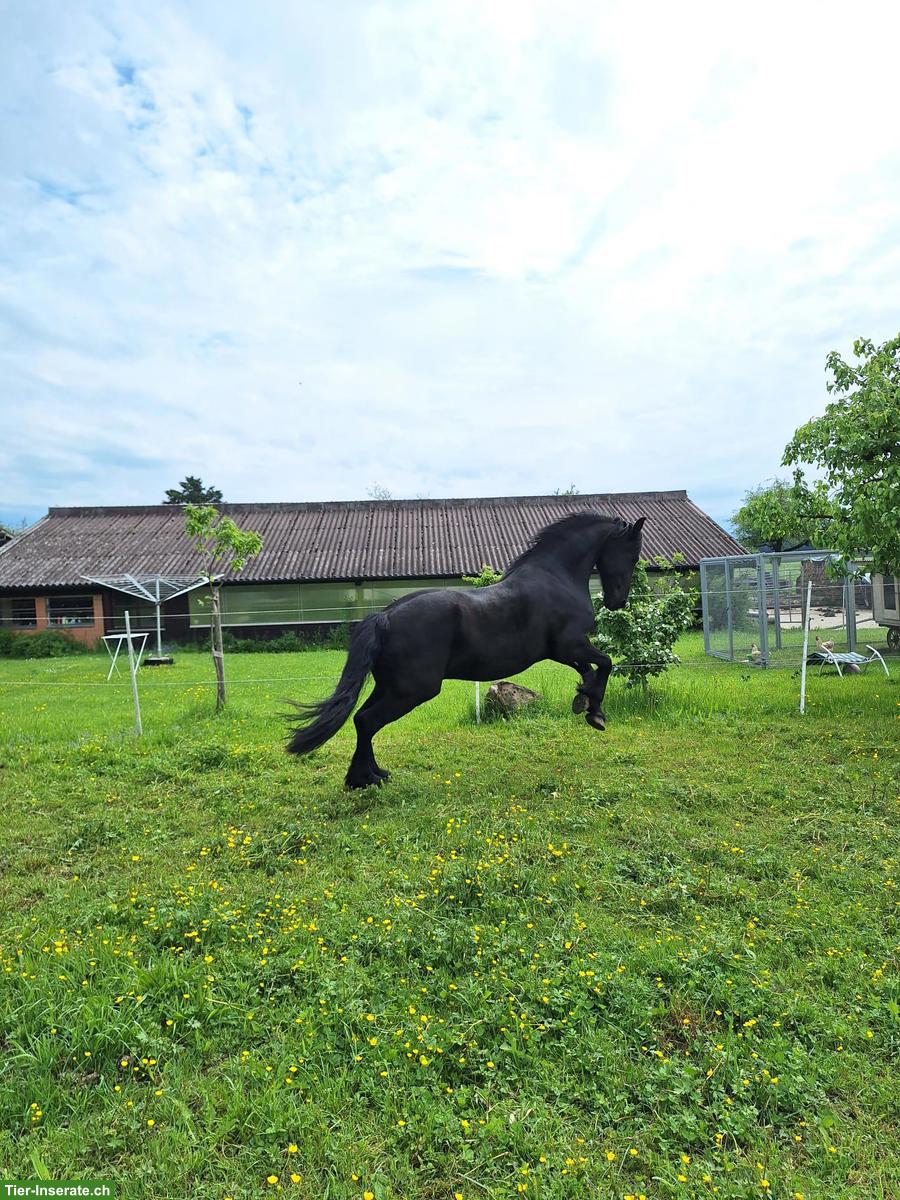 Bild 5: Wunderschöner Friesenwallach, motiviertes Freizeitpferd