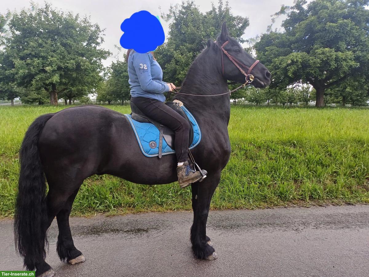 Bild 6: Wunderschöner Friesenwallach, motiviertes Freizeitpferd