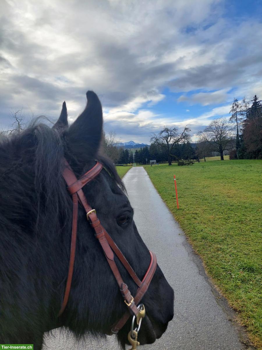 Bild 7: Wunderschöner Friesenwallach, motiviertes Freizeitpferd