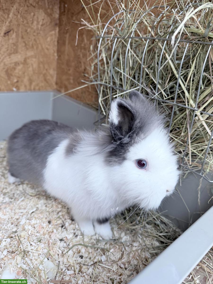 Löwenkopf-/Teddy-Zwergkaninchen (kastriert) mit blauen Augen