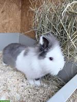 Löwenkopf-/Teddy-Zwergkaninchen (kastriert) mit blauen Augen