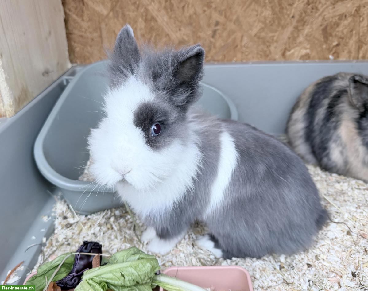 Bild 2: Löwenkopf-/Teddy-Zwergkaninchen (kastriert) mit blauen Augen