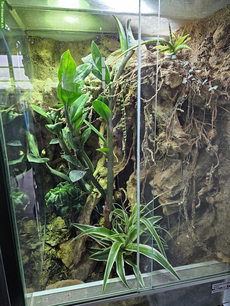 Bild 2: Terrarien mit Stahlgestell zu verkaufen