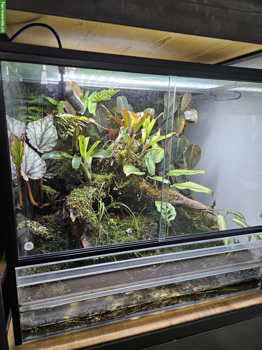 Bild 3: Terrarien mit Stahlgestell zu verkaufen