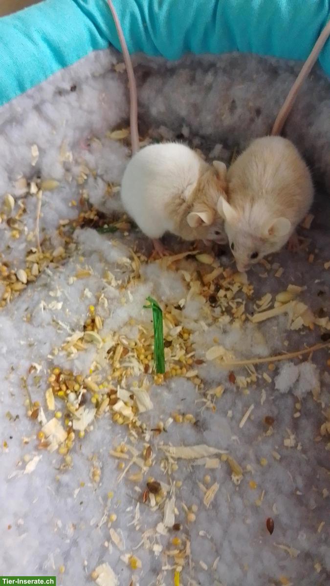 3 Farbmäuse inkl. Futter & Transportbox