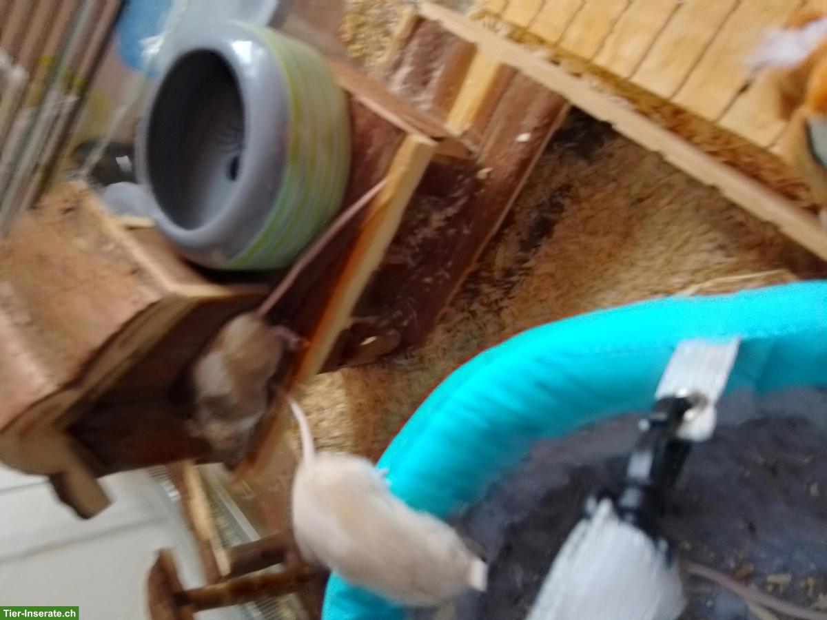 Bild 3: 3 Farbmäuse inkl. Futter & Transportbox