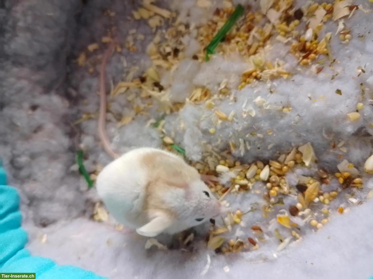 Bild 4: 3 Farbmäuse inkl. Futter & Transportbox