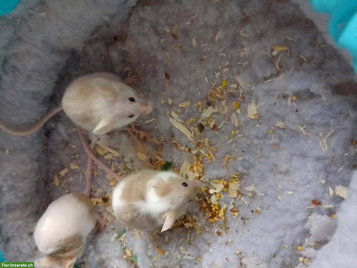 Bild 5: 3 Farbmäuse inkl. Futter & Transportbox
