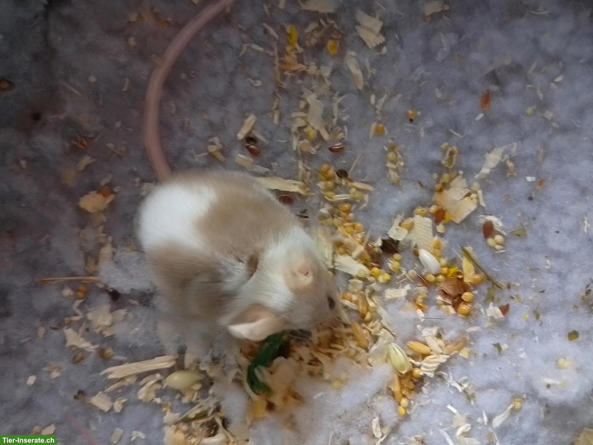 Bild 6: 3 Farbmäuse inkl. Futter & Transportbox