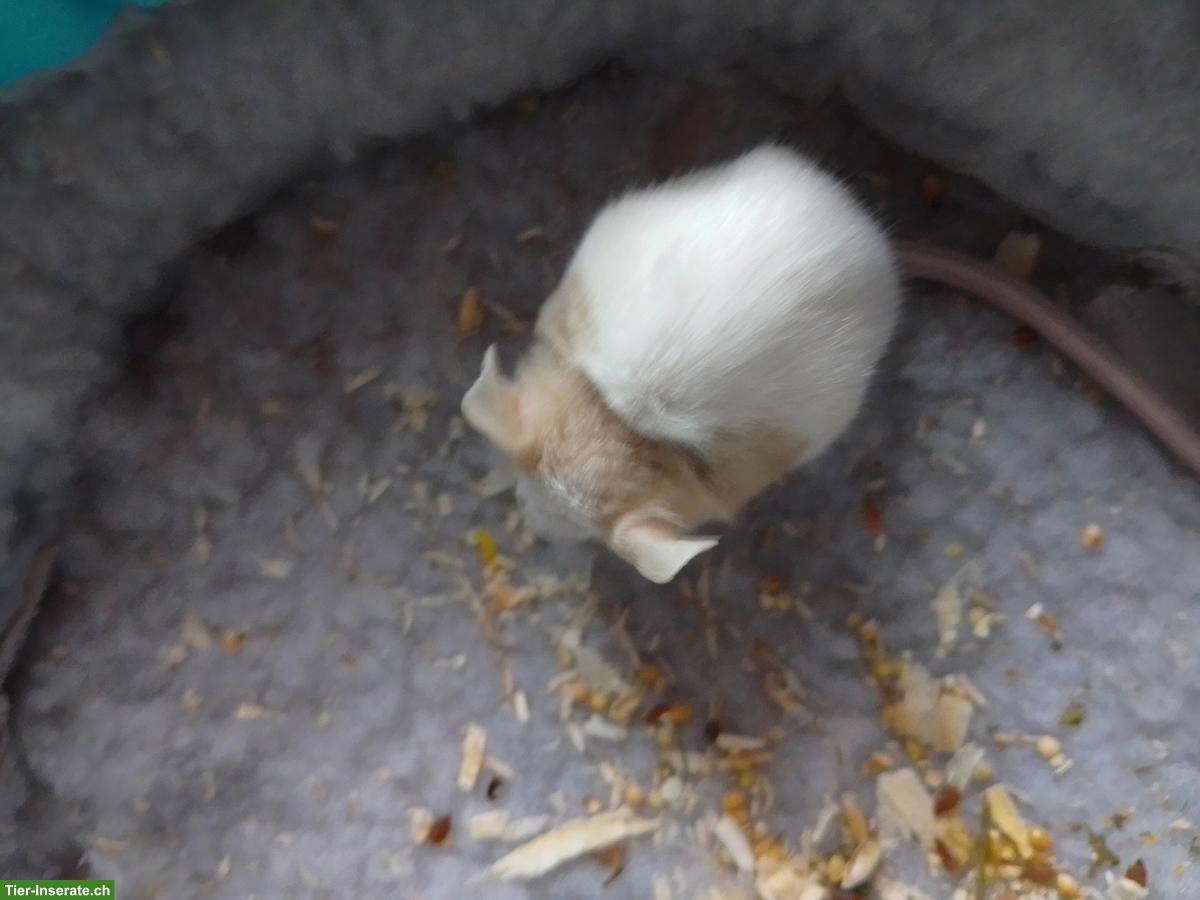 Bild 7: 3 Farbmäuse inkl. Futter & Transportbox