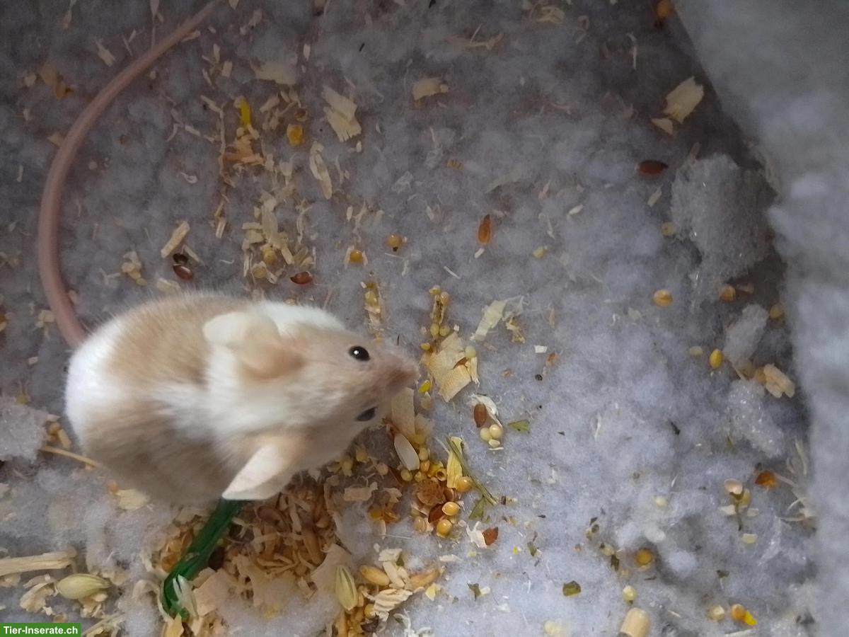 Bild 8: 3 Farbmäuse inkl. Futter & Transportbox