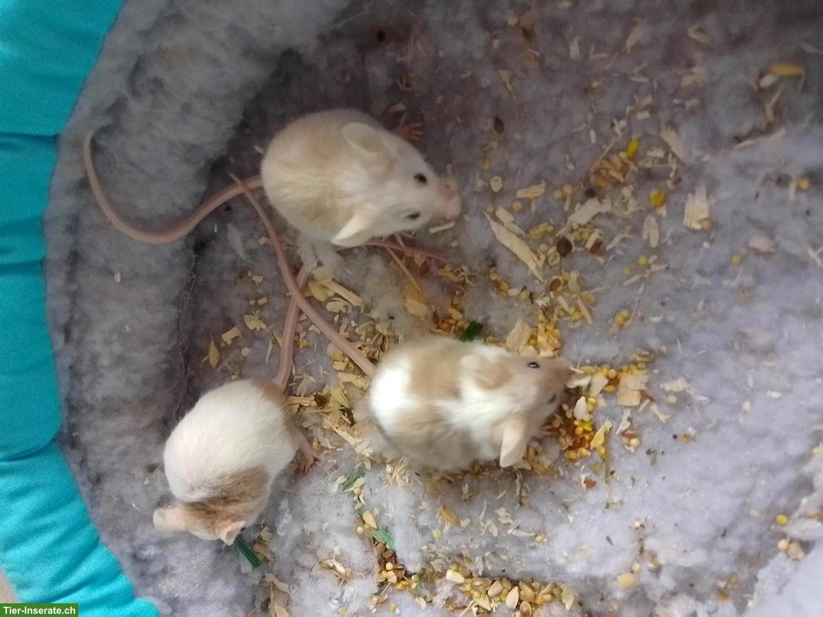 Bild 9: 3 Farbmäuse inkl. Futter & Transportbox