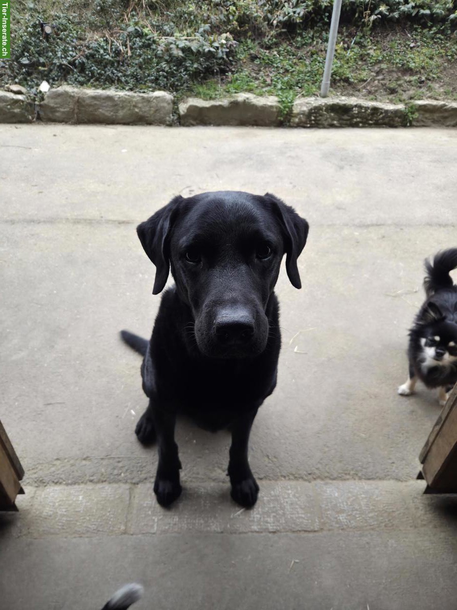Schwarzer Labrador Rüde, 4‑jährig, sucht ein Zuhause