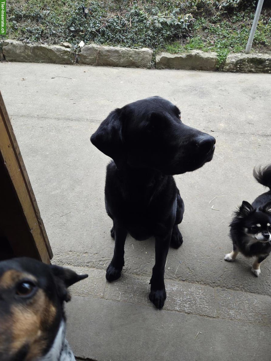 Bild 2: Schwarzer Labrador Rüde, 4‑jährig, sucht ein Zuhause