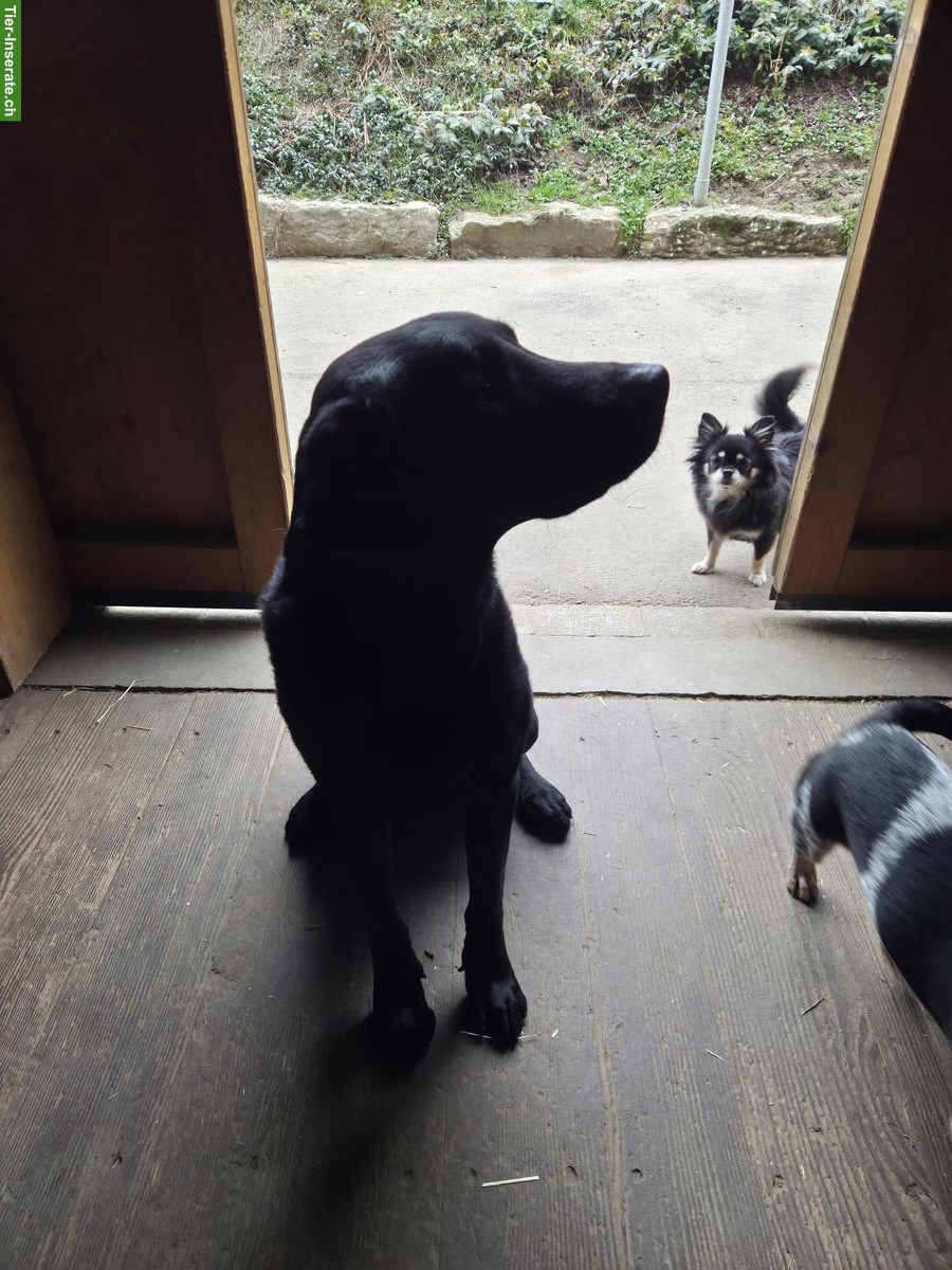 Bild 3: Schwarzer Labrador Rüde, 4‑jährig, sucht ein Zuhause