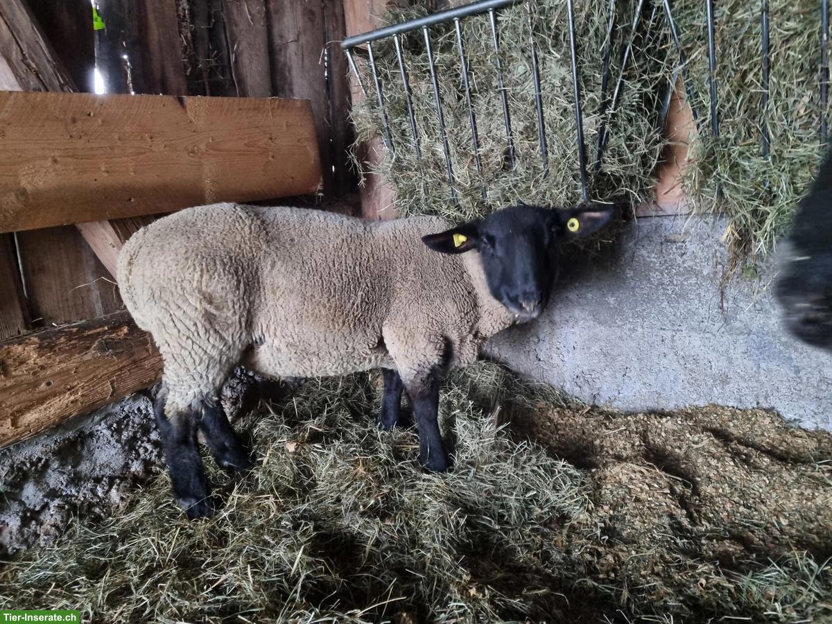 Suffolk Schafbock 1.5-jährig