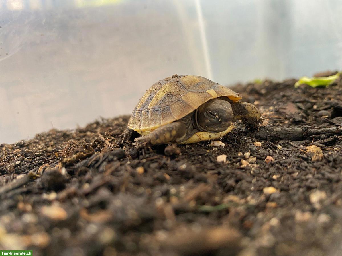 Bild 2: Griechische Landschildkröten Nachzucht 2025