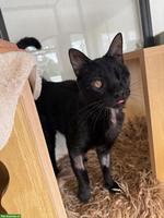 Schwarzer Kater mit Handicap sucht sein Für-immer-Zuhause