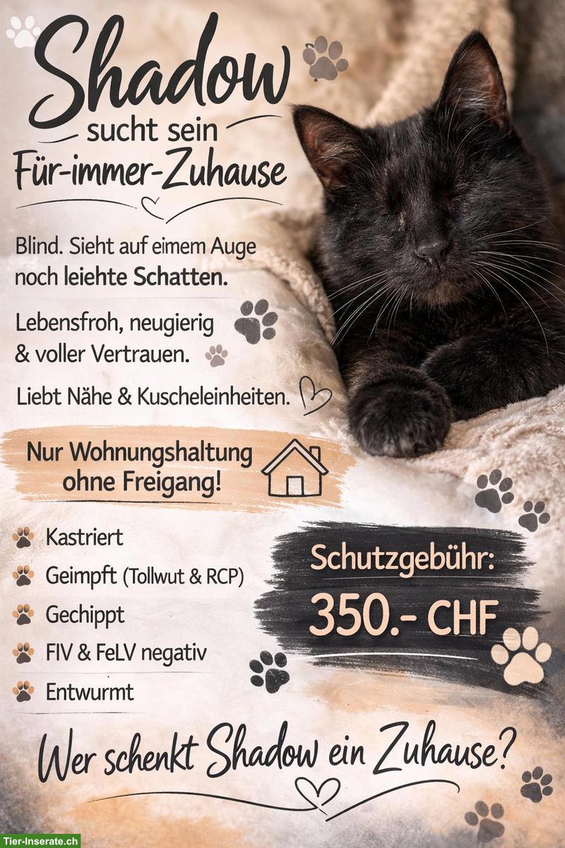 Bild 3: Schwarzer Kater mit Handicap sucht sein Für-immer-Zuhause