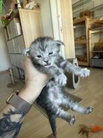 Maine Coon Kitten mit Stammbaum