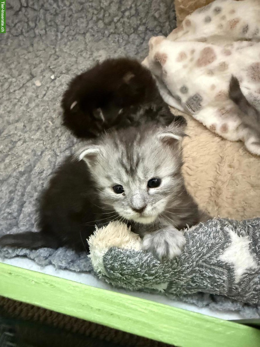 Bild 2: Maine Coon Kitten mit Stammbaum