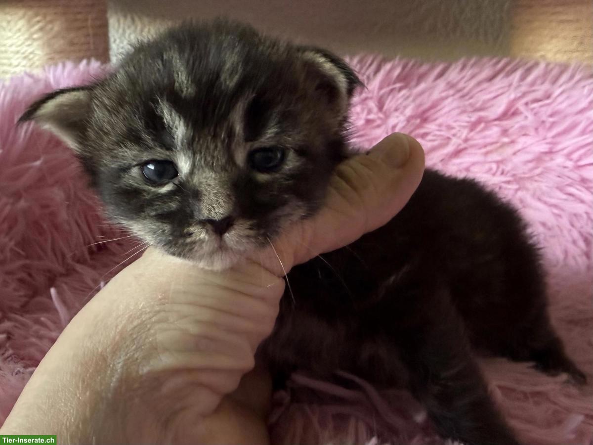 Bild 3: Maine Coon Kitten mit Stammbaum