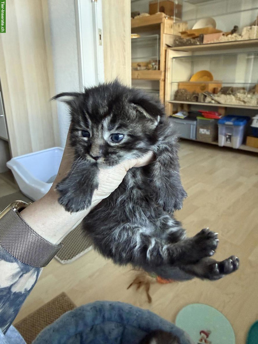 Bild 4: Maine Coon Kitten mit Stammbaum