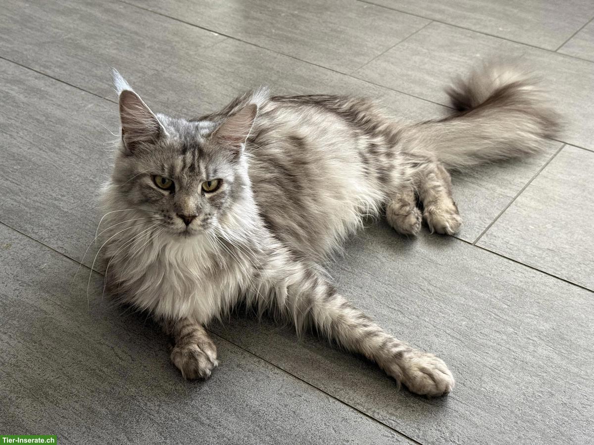 Bild 5: Maine Coon Kitten mit Stammbaum