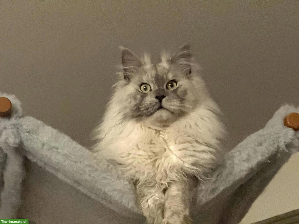 Bild 6: Maine Coon Kitten mit Stammbaum