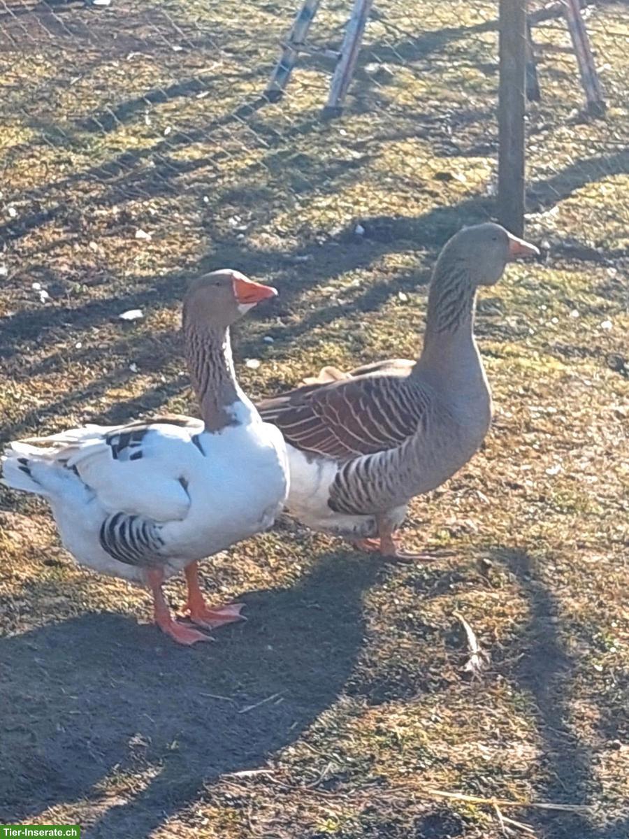 Hausgänse Paar zu verkaufen