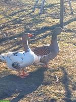 Hausgänse Paar zu verkaufen