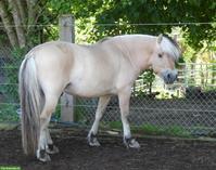 Deckhengst: gekörter Norwegischer Fjordhengst Maurino